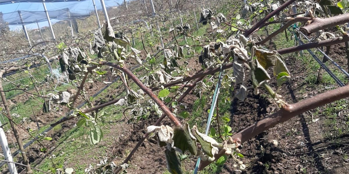 La Calabria paga caro le gelate notturne di marzo